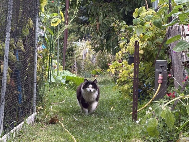 Cat in outdoor enclosure at ARC