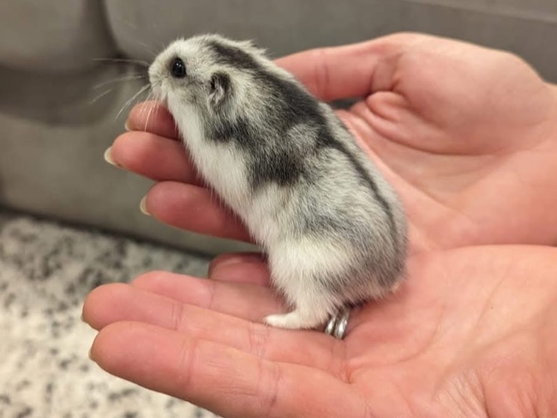 Hamster in care at ARC