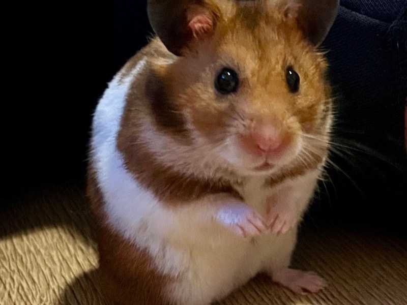 Hamster being cared for at ARC