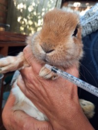 Rabbit
