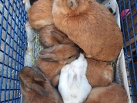 Rabbits