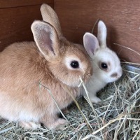 Baby bunnies